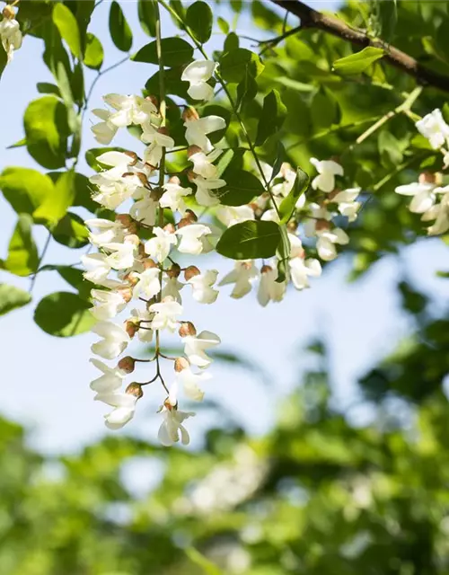 Robinia pseudoacacia