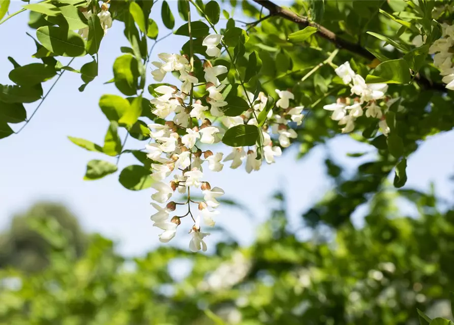 Robinia pseudoacacia