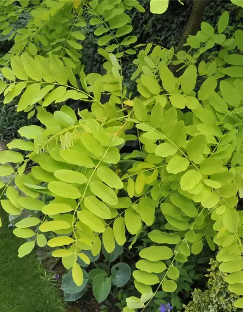 Robinia pseudoacacia