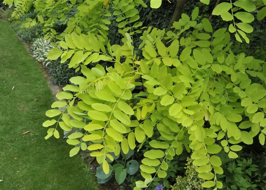 Robinia pseudoacacia