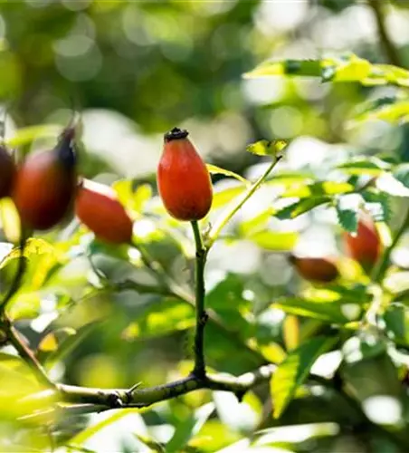 Rosa canina