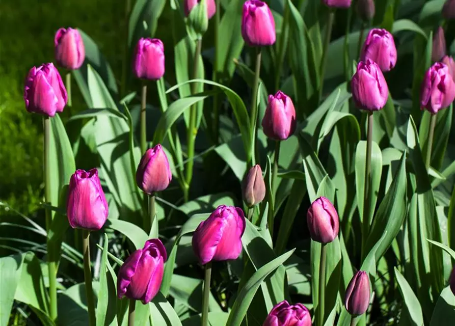 Tulpe 'Negrita'