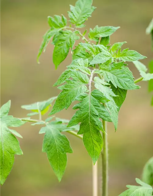 Solanum lycopersicum