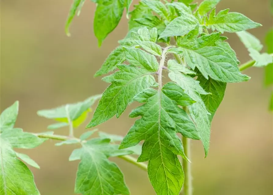 Solanum lycopersicum