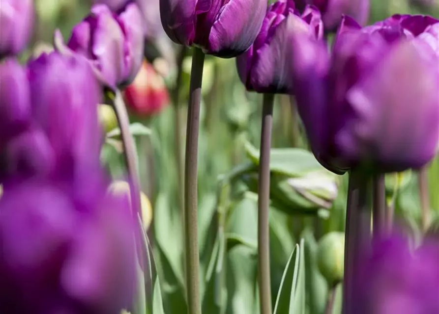 Tulpe 'Negrita'