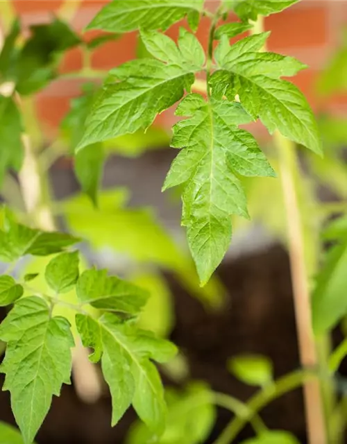 Solanum lycopersicum