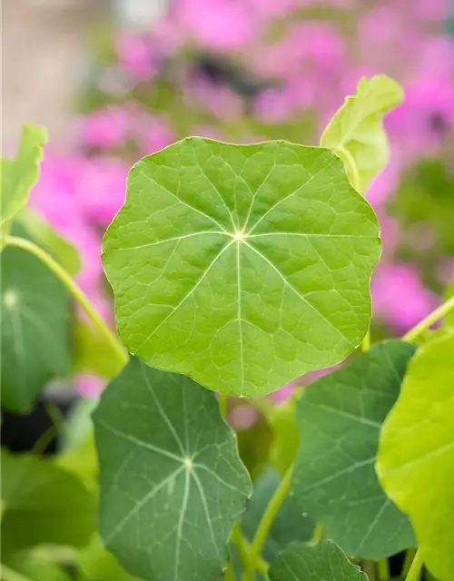 Tropaeolum majus