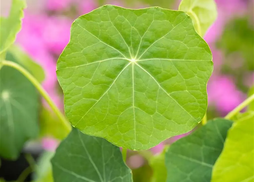 Tropaeolum majus