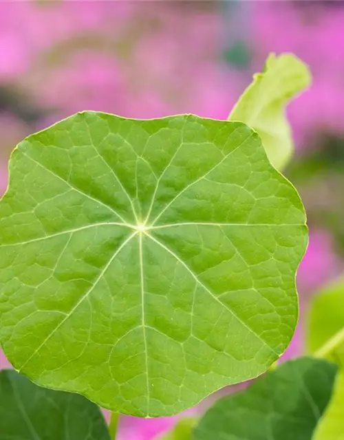 Tropaeolum majus