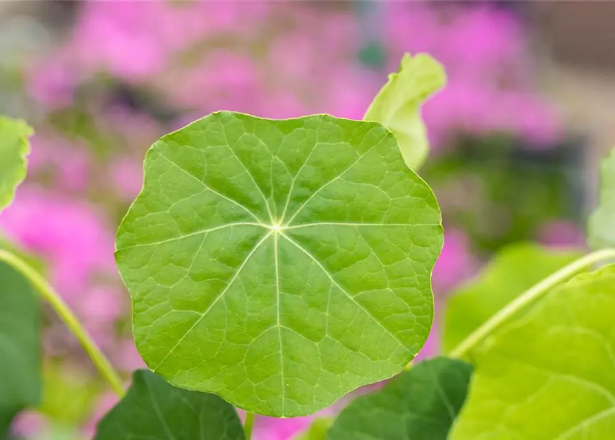 Tropaeolum majus