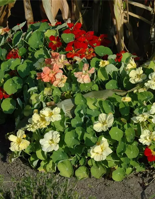 Tropaeolum majus