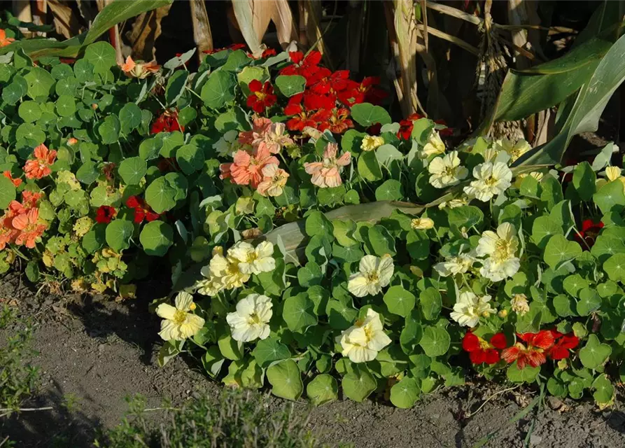 Tropaeolum majus