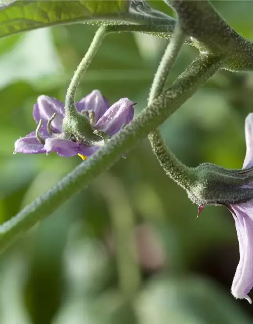 Solanum melongena