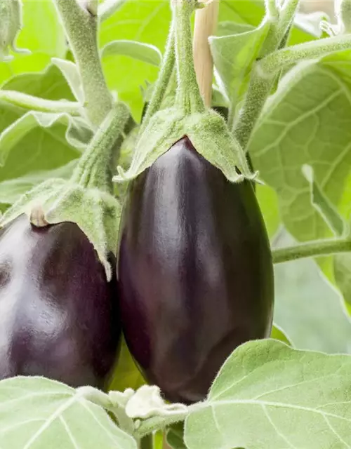 Solanum melongena