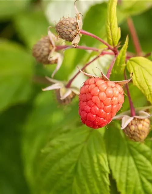 Rubus idaeus 'Autumn Bliss'(s)