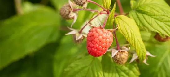 Rubus idaeus 'Autumn Bliss'(s)