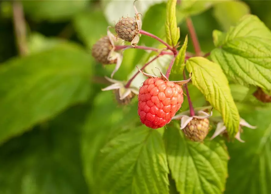 Rubus idaeus 'Autumn Bliss'(s)