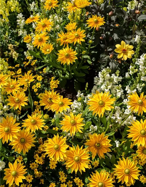 Rudbeckia hirta