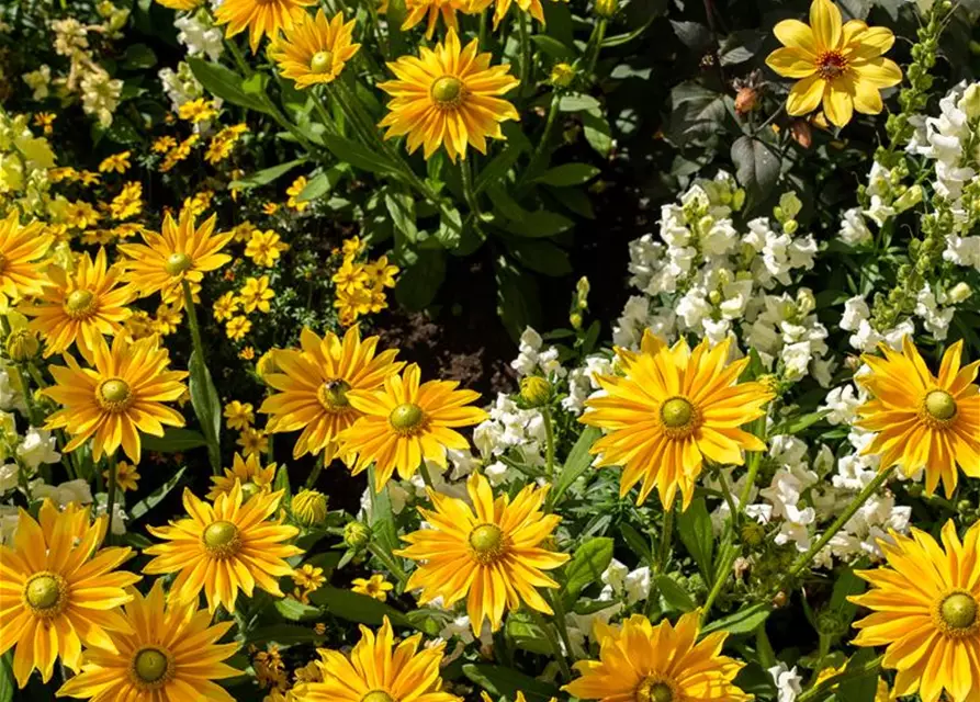 Rudbeckia hirta