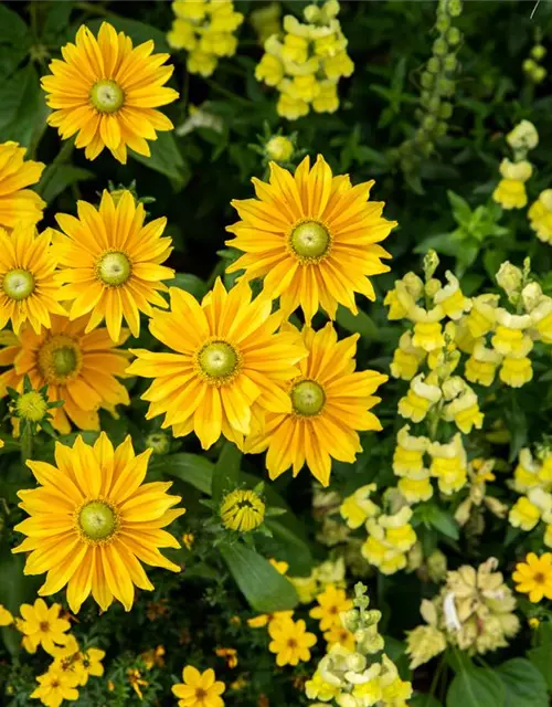 Rudbeckia hirta