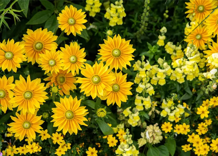 Rudbeckia hirta