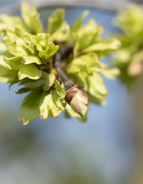 Ulmus glabra