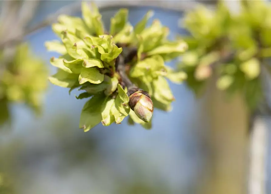 Ulmus glabra