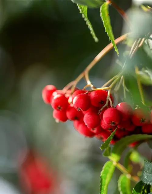 Sorbus aucuparia