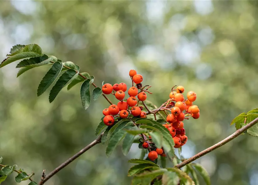 Sorbus aucuparia