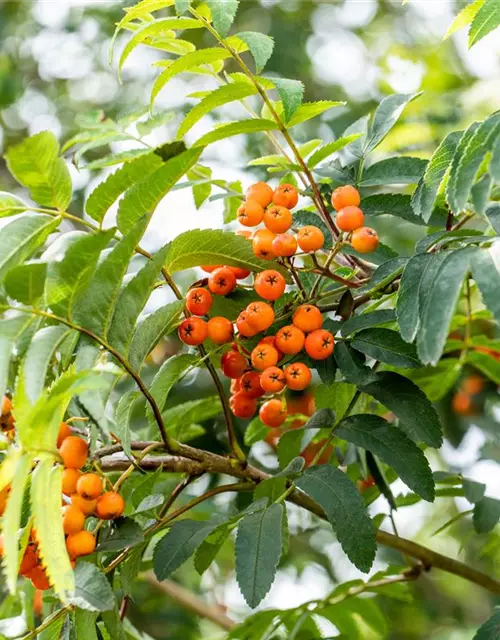 Sorbus aucuparia