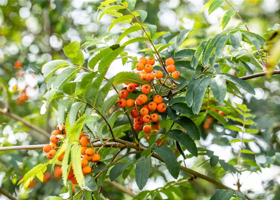 Sorbus aucuparia