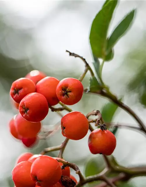 Sorbus aucuparia