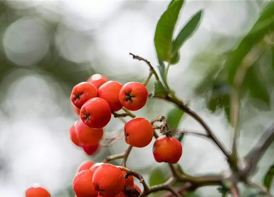 Sorbus aucuparia