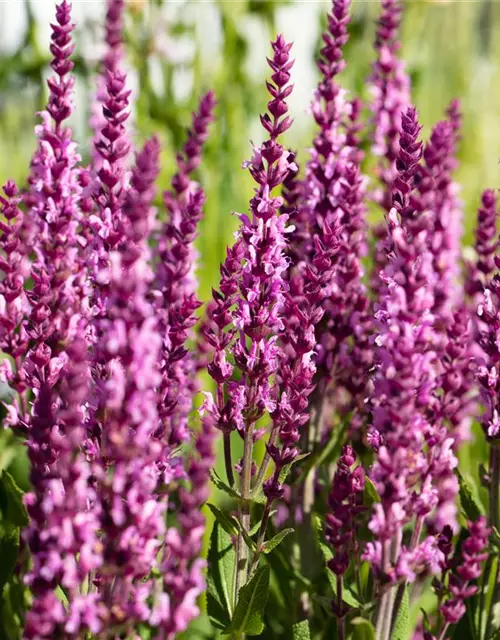 Salvia nemorosa, rosa