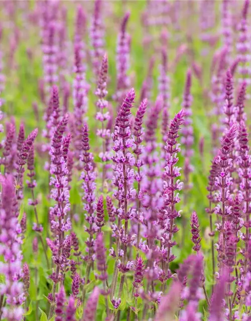 Salvia nemorosa, rosa