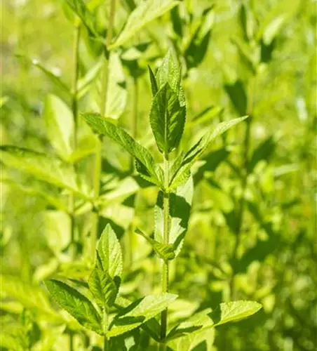 Stachys palustris