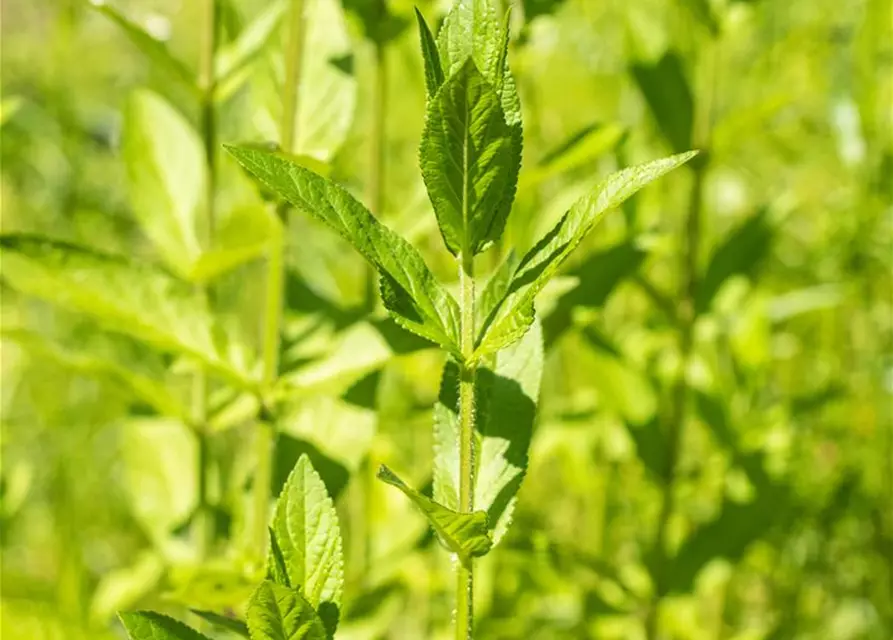 Stachys palustris