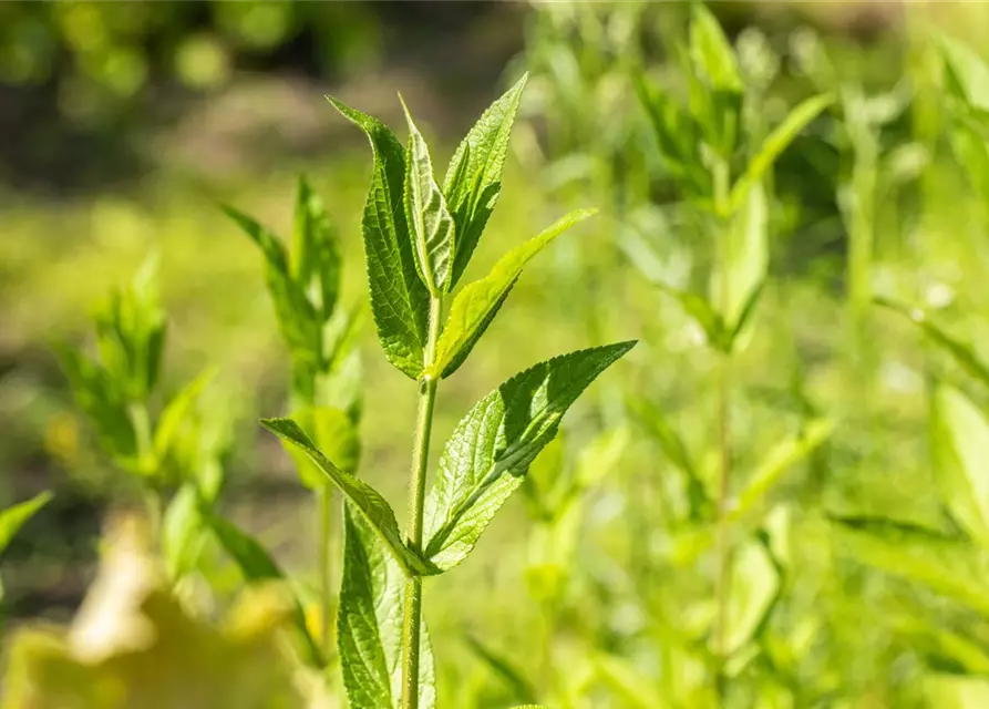 Stachys palustris