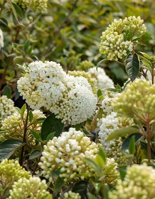 Viburnum 'Eskimo'