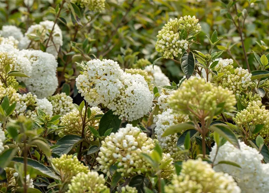 Viburnum 'Eskimo'