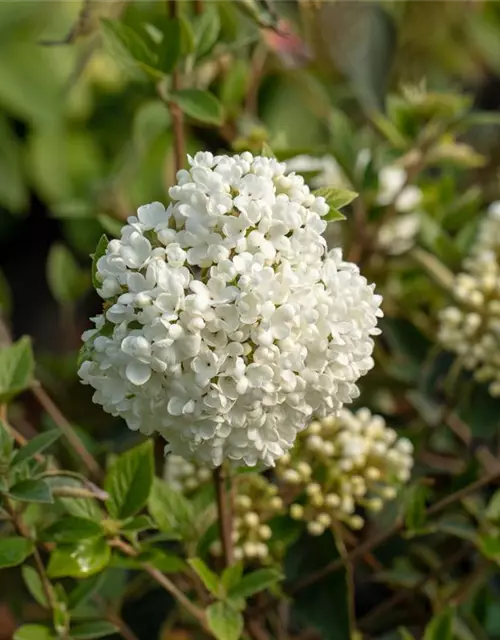 Viburnum 'Eskimo'