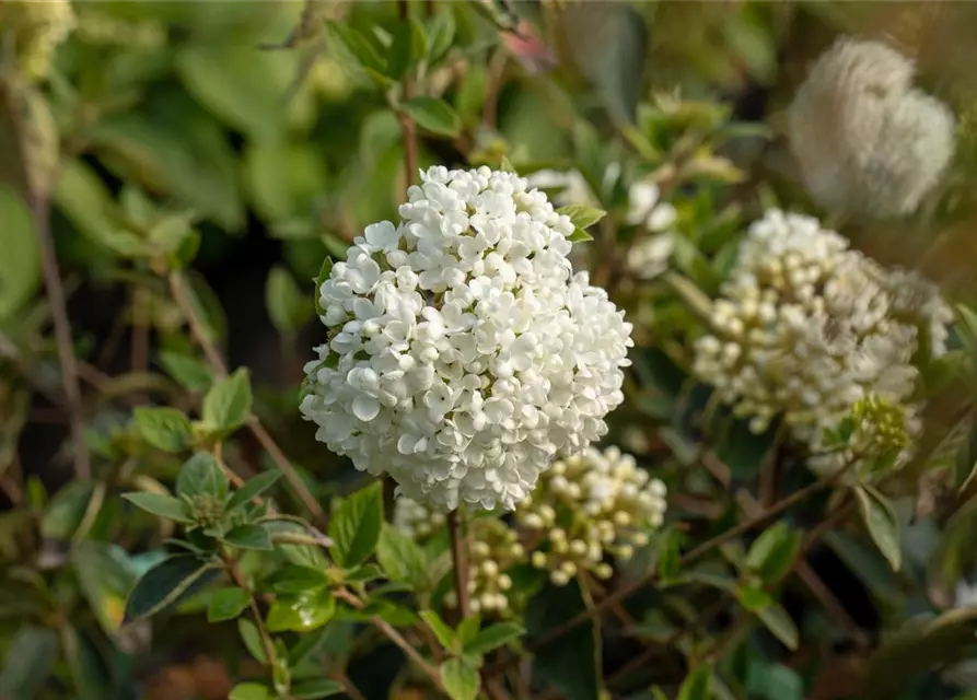 Viburnum 'Eskimo'