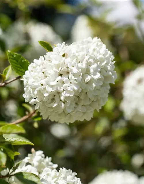 Viburnum 'Eskimo'