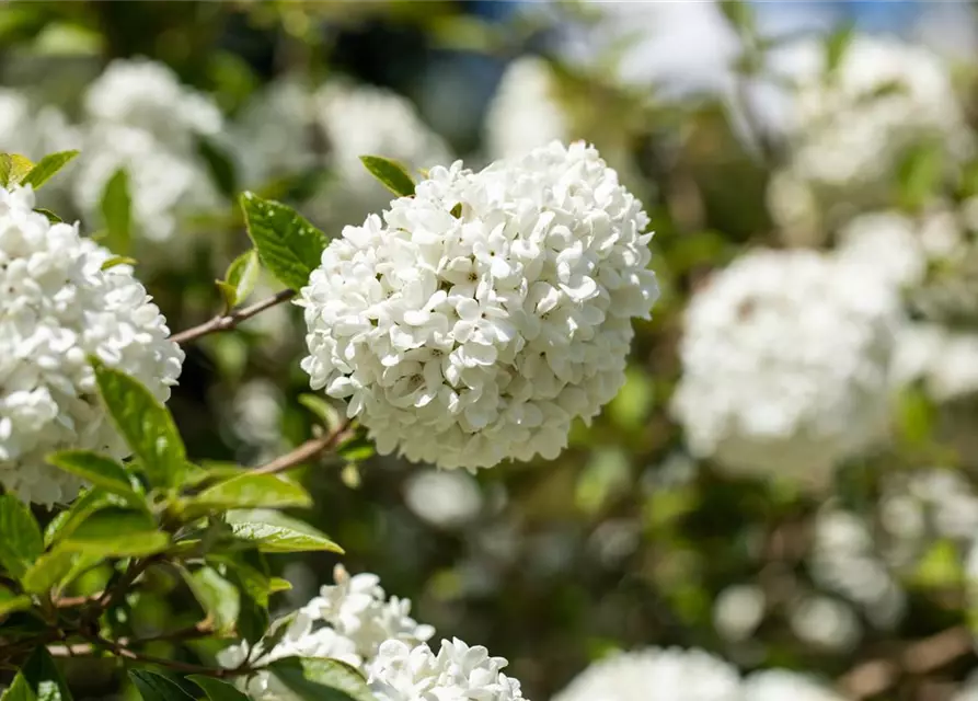 Viburnum 'Eskimo'