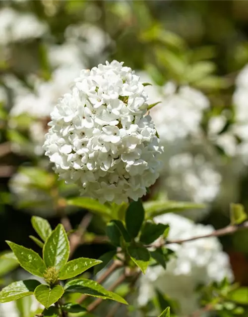 Viburnum 'Eskimo'