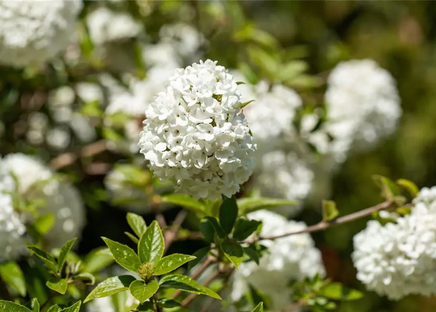 Viburnum 'Eskimo'