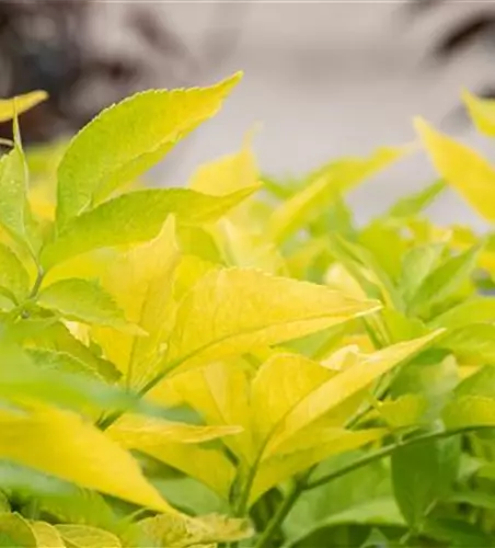 Sambucus canadensis 'Aurea'