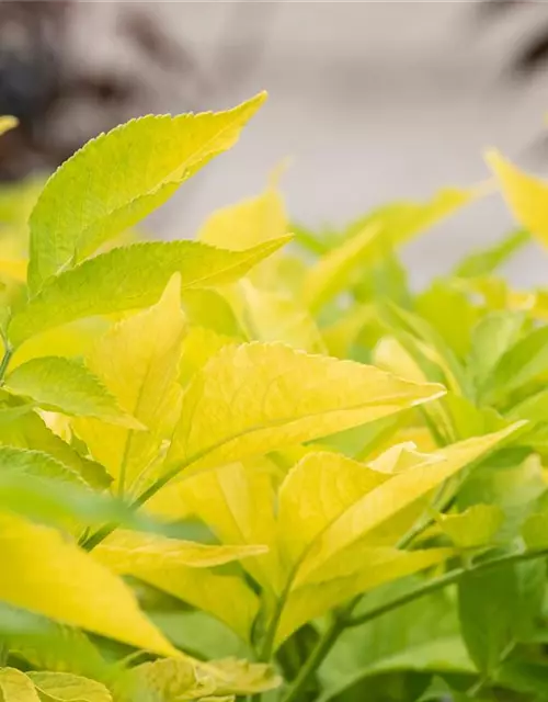 Sambucus canadensis 'Aurea'