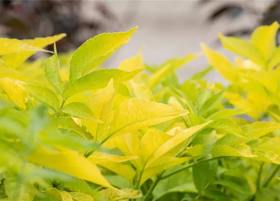 Sambucus canadensis 'Aurea'