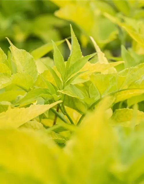 Sambucus canadensis 'Aurea'